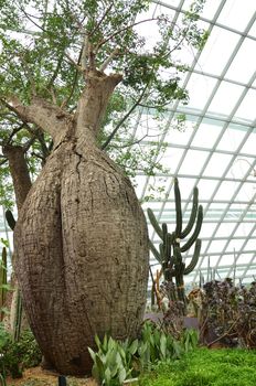 SINGAPORE- SEP 7: View of Flower Dome at Gardens by the Bay on September 7, 2015. in Singapore. Gardens by the Bay is a park spanning 101 hectares of reclaimed land.