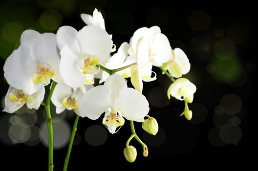 White orchid with coloured bokeh corner