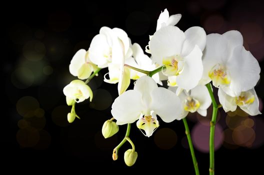 White orchid with coloured bokeh corner