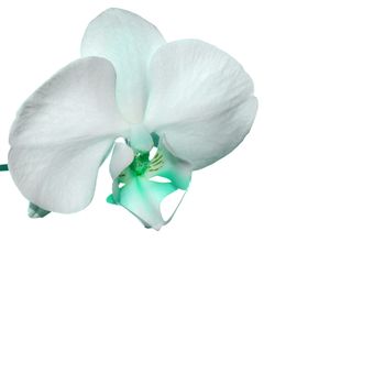 Beautiful orchid flower background with space for your text