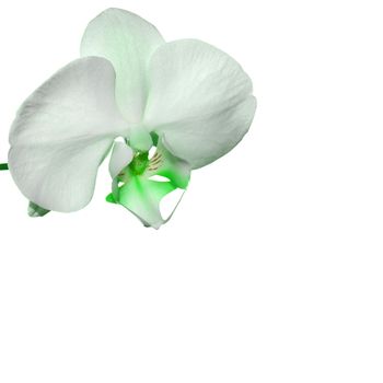 Beautiful orchid flower background with space for your text