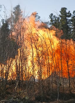 Development of forest fire