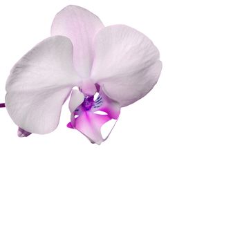 Beautiful orchid flower background with space for your text