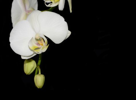 Beautiful white orchid on a black  background 