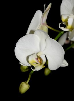 Beautiful white orchid  on a black  background 