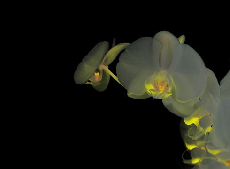 Beautiful white orchid  on a black  background 