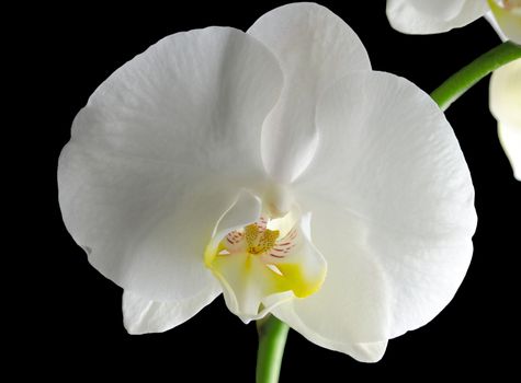 Beautiful white orchid flower on a black  background