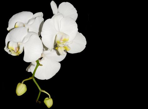 Beautiful white orchid flower on a black  background