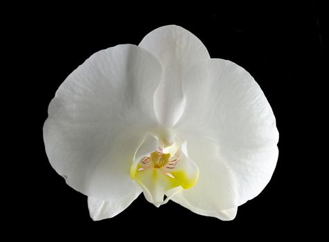 Beautiful white orchid isolated on a black  background 