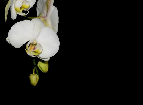 Beautiful white orchid flower on a black  background