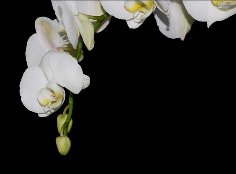 Beautiful white orchid flower on a black  background