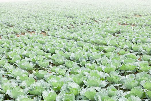 Agriculture cabbage areas planted cabbage big mountain cold.