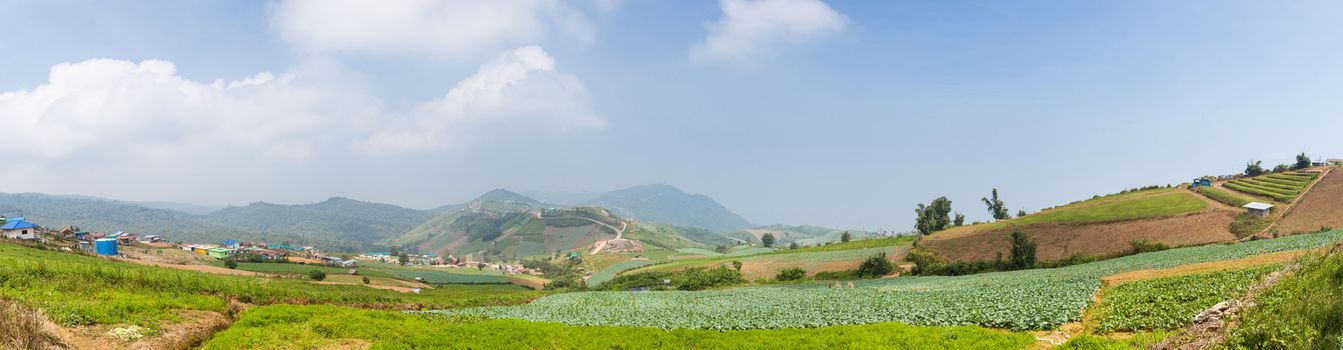 Panorama cabbage cultivation area. cultivation area on high mountains. A cold, but a large agricultural areas.