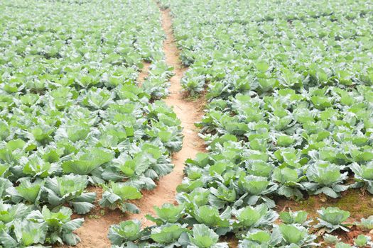 Agriculture cabbage areas planted cabbage big mountain cold.