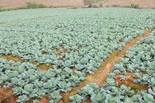 Agriculture cabbage areas planted cabbage big mountain cold.