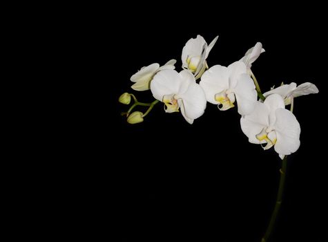 Beautiful white orchid flower on a black  background