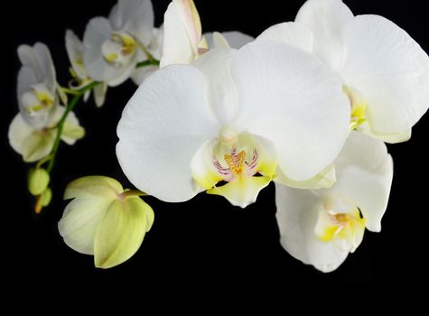 Beautiful white orchid on a black  background 