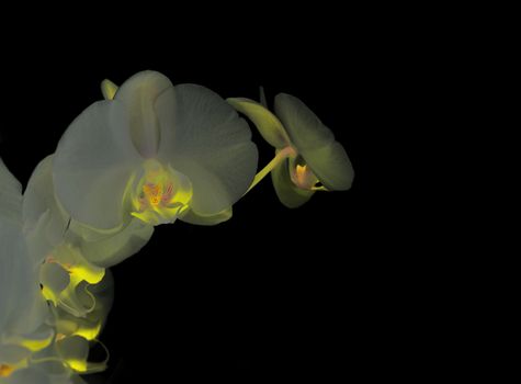 Beautiful white orchid on a black  background 