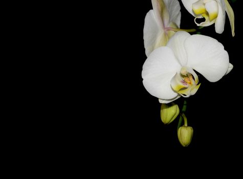 Beautiful white orchid on a black  background 