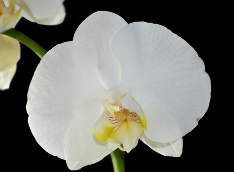 Beautiful white orchid on a black  background 