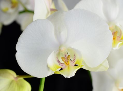 Beautiful white orchid on a black  background 