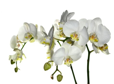 Beautiful white orchid flower on a white  background