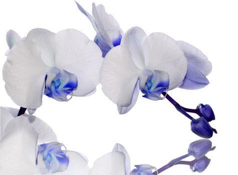 Beautiful indigo orchid flower on a white  background