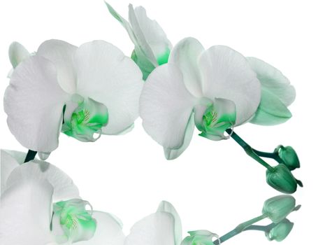 Beautiful green orchid flower on a white  background