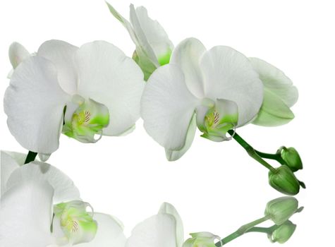 Beautiful light neon green orchid flower on a white  background