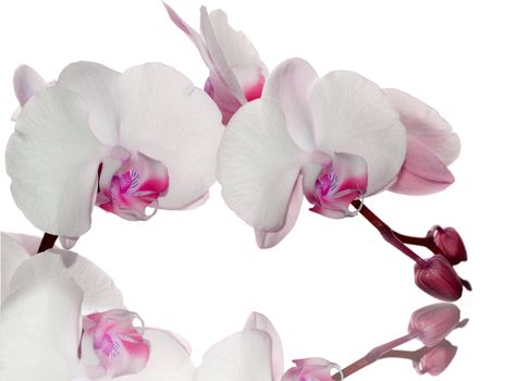 Beautiful pink orchid flower on a white  background