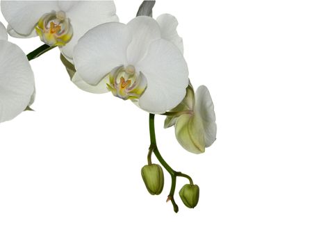 Beautiful white orchid flower on a white  background