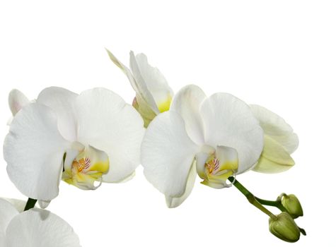 Beautiful white orchid flower on a white  background