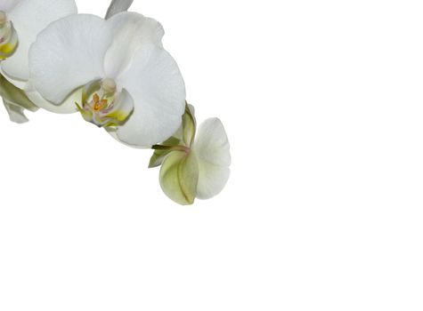 Beautiful white orchid flower on a white  background