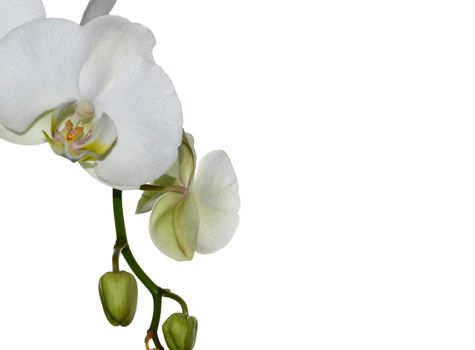Beautiful white orchid flower on a white  background