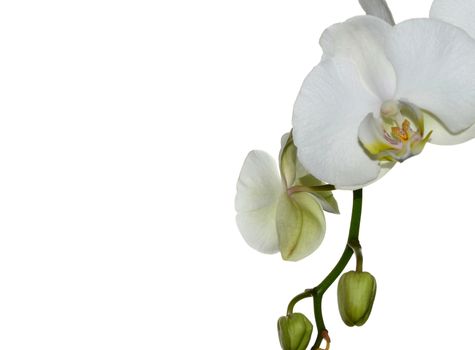 Beautiful white orchid flower on a white  background