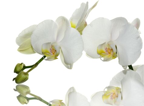 Beautiful white orchid flower on a white  background