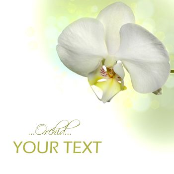 White orchid on a multi-colored border with bokeh