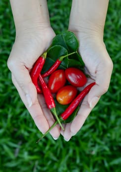 Thailand spices - Chili and lime leaves and tomatoes