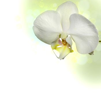 White orchid on a multi-colored border with bokeh