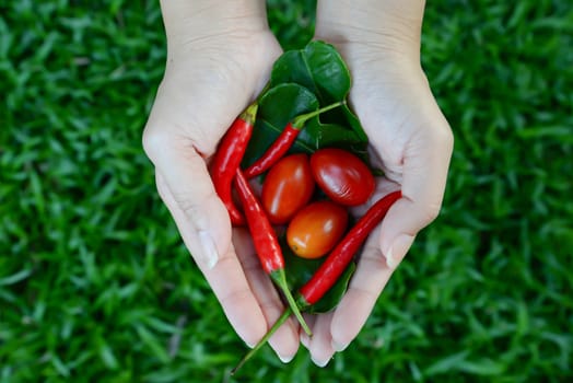 Thailand spices - Chili and lime leaves and tomatoes