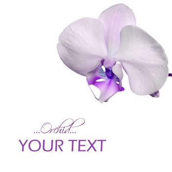 Beautiful orchid flower background with space for your text