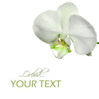 Beautiful orchid flower background with space for your text
