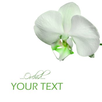 Beautiful orchid flower background with space for your text