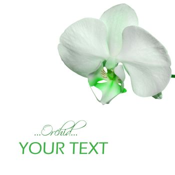 Beautiful orchid flower background with space for your text