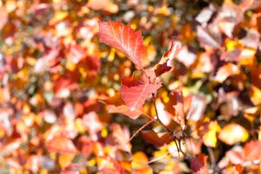 Several red and yellow  autumn leaves

