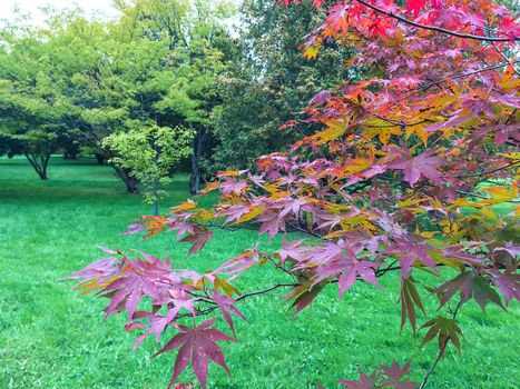 Tree with purple autumn leaves. Quebec, Canada.