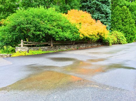 Colorful trees in early autumn on a rainy day. Quebec, Canada.