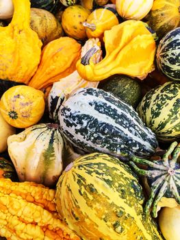 Colorful variety of gourds at the autumn market.
