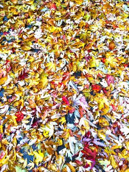 Colorful maple leaves background. Autumn in Quebec, Canada.