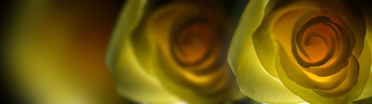 Yellow rose close up over black background